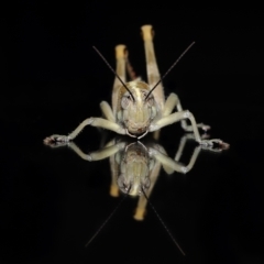 Valanga irregularis at Wellington Point, QLD - suppressed