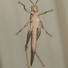 Valanga irregularis at Wellington Point, QLD - suppressed