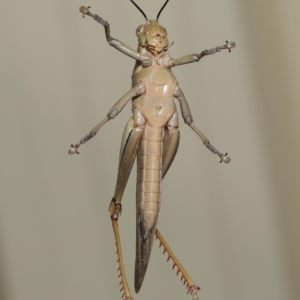 Valanga irregularis at Wellington Point, QLD - suppressed