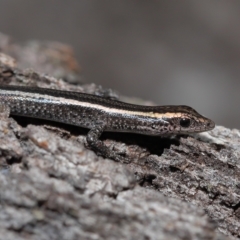 Cryptoblepharus pulcher (Fence Skink) at Alexandra Hills, QLD - 22 Apr 2023 by TimL