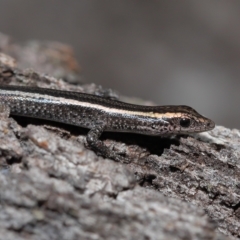 Cryptoblepharus pulcher (Fence Skink) at Alexandra Hills, QLD - 22 Apr 2023 by TimL