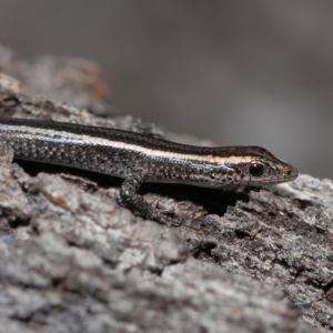 Cryptoblepharus pulcher at Alexandra Hills, QLD - 22 Apr 2023 10:32 AM