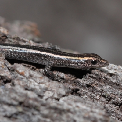 Cryptoblepharus pulcher (Fence Skink) at Alexandra Hills, QLD - 22 Apr 2023 by TimL