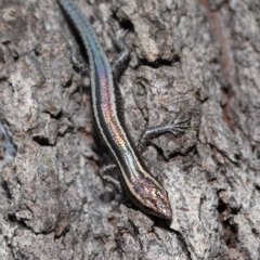 Cryptoblepharus pulcher at Alexandra Hills, QLD - 22 Apr 2023 10:32 AM