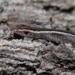 Cryptoblepharus pulcher at Alexandra Hills, QLD - 22 Apr 2023 10:32 AM