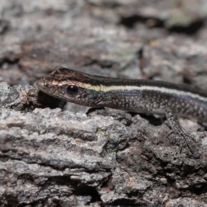 Cryptoblepharus pulcher at Alexandra Hills, QLD - 22 Apr 2023 10:32 AM