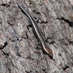 Cryptoblepharus pulcher at Alexandra Hills, QLD - 22 Apr 2023 10:32 AM