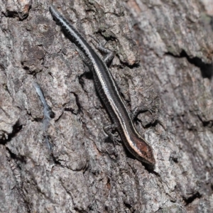Cryptoblepharus pulcher at Alexandra Hills, QLD - 22 Apr 2023 10:32 AM