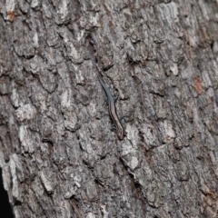 Cryptoblepharus pulcher at Alexandra Hills, QLD - 22 Apr 2023 10:32 AM