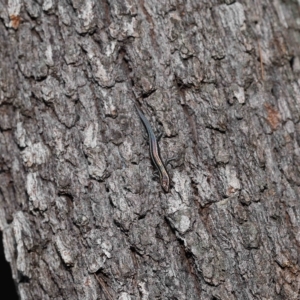Cryptoblepharus pulcher at Alexandra Hills, QLD - 22 Apr 2023 10:32 AM