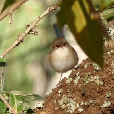 Malurus cyaneus (Superb Fairywren) at Thirlmere Lakes National Park - 3 May 2023 by Curiosity