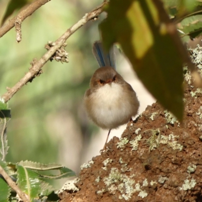 Malurus cyaneus (Superb Fairywren) at Thirlmere Lakes National Park - 2 May 2023 by Curiosity