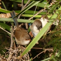 Malurus cyaneus at Thirlmere, NSW - 3 May 2023