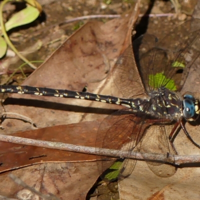 Austroaeschna obscura (Sydney Mountain Darner) at Thirlmere, NSW - 3 May 2023 by Curiosity