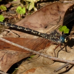 Austroaeschna obscura at Thirlmere, NSW - 3 May 2023