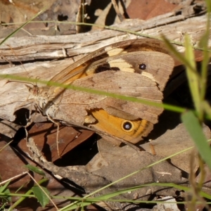 Heteronympha merope (Common Brown) at Thirlmere, NSW by Curiosity