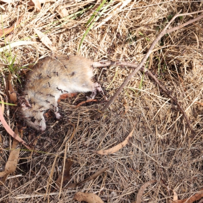 Rattus rattus (Black Rat) at Dryandra St Woodland - 26 Feb 2023 by ConBoekel