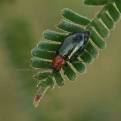 Adoxia benallae (Leaf beetle) at O'Connor, ACT - 26 Feb 2023 by ConBoekel