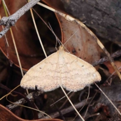 Scopula rubraria (Reddish Wave, Plantain Moth) at O'Connor, ACT - 27 Feb 2023 by ConBoekel