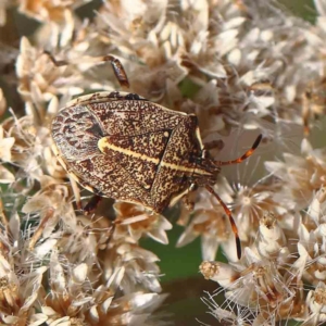 Oncocoris geniculatus at O'Connor, ACT - 27 Feb 2023 09:35 AM