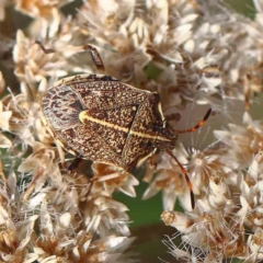 Oncocoris geniculatus (A shield bug) at O'Connor, ACT - 26 Feb 2023 by ConBoekel