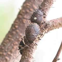 Platycoris rotundatus (A shield bug) at Dryandra St Woodland - 26 Feb 2023 by ConBoekel