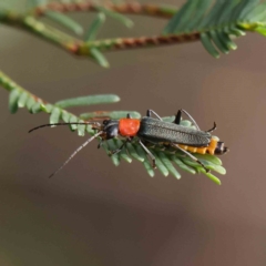Chauliognathus tricolor (Tricolor soldier beetle) at Dryandra St Woodland - 26 Feb 2023 by ConBoekel