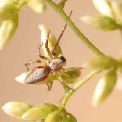 Oxyopes sp. (genus) (Lynx spider) at Dryandra St Woodland - 26 Feb 2023 by ConBoekel