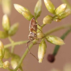 Oxyopes sp. (genus) at O'Connor, ACT - 27 Feb 2023