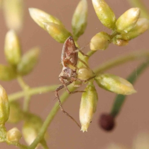 Oxyopes sp. (genus) at O'Connor, ACT - 27 Feb 2023