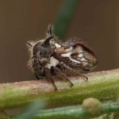 Acanthuchus trispinifer (Three-horned treehopper) at Caladenia Forest, O'Connor - 26 Feb 2023 by ConBoekel