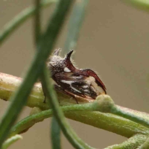 Acanthuchus trispinifer at O'Connor, ACT - 27 Feb 2023