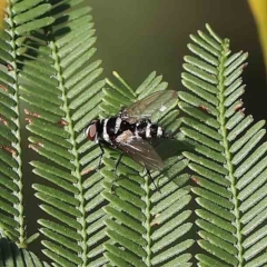 Trigonospila sp. (genus) (A Bristle Fly) at O'Connor, ACT - 26 Feb 2023 by ConBoekel