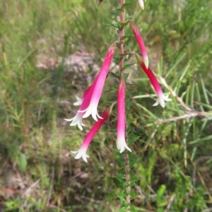 Epacris longiflora at Ku-Ring-Gai Chase, NSW - 27 Apr 2023