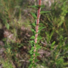 Epacris longiflora at Ku-Ring-Gai Chase, NSW - 27 Apr 2023 12:21 PM