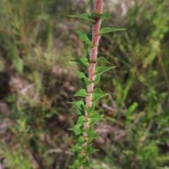 Epacris longiflora at Ku-Ring-Gai Chase, NSW - 27 Apr 2023