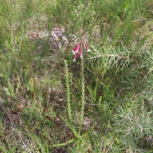 Epacris longiflora at Ku-Ring-Gai Chase, NSW - 27 Apr 2023