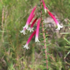 Epacris longiflora at Ku-Ring-Gai Chase, NSW - 27 Apr 2023 12:21 PM