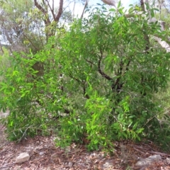 Persoonia levis (Broad-leaved Geebung) at Ku-ring-gai Chase National Park - 27 Apr 2023 by MatthewFrawley