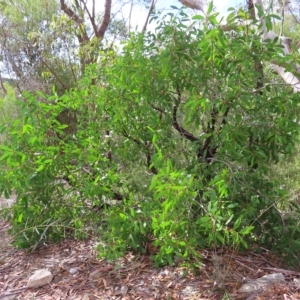 Persoonia levis at Ku-Ring-Gai Chase, NSW - suppressed