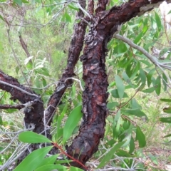 Persoonia levis at Ku-Ring-Gai Chase, NSW - suppressed