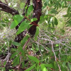 Persoonia levis at Ku-Ring-Gai Chase, NSW - suppressed