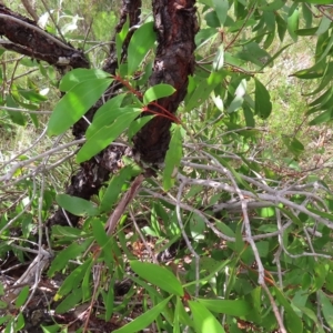 Persoonia levis at Ku-Ring-Gai Chase, NSW - suppressed