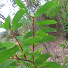 Persoonia levis at Ku-Ring-Gai Chase, NSW - suppressed