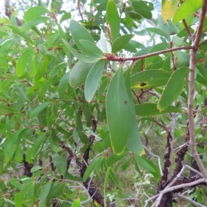 Persoonia levis at Ku-Ring-Gai Chase, NSW - suppressed