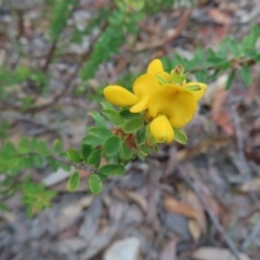 Pultenaea ferruginea (Large Bronze Bush-Pea) at Ku-ring-gai Chase National Park - 27 Apr 2023 by MatthewFrawley