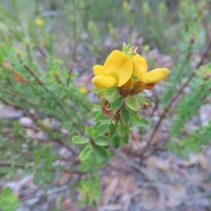 Pultenaea ferruginea at Ku-Ring-Gai Chase, NSW - 27 Apr 2023