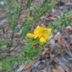 Pultenaea ferruginea at Ku-Ring-Gai Chase, NSW - 27 Apr 2023