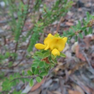 Pultenaea ferruginea at Ku-Ring-Gai Chase, NSW - 27 Apr 2023 12:27 PM