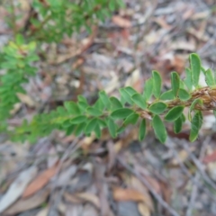 Pultenaea ferruginea at Ku-Ring-Gai Chase, NSW - 27 Apr 2023